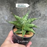 ราคา ต้นลิ้นมังกร Sansevieria Sindoro (45601680686)