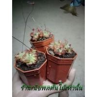 ราคา ต้นหยาดน้ำค้างส่งทั้งกระถางมีปลายทาง (12570598926)