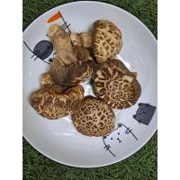ราคา เห็ดหอมญี่ปุ่น****** (40529061992)