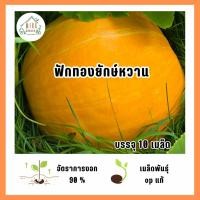 ราคา เมล็ดพันธุ์ฟักทองยักษ์หวาน 10 เมล็ด (52707986682)
