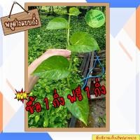 ราคา [ขั้นต่ำ 3 กิ่ง ซื้อ 1 กิ่งฟรี 1 กิ่ง] พลูด่างสีเขียว ต้นไม้ฟอกอากาศ ต้นไม้ พลูด่าง พลู พลูด่างฟอกอากาศ ไม้ประดับ (13001037060)