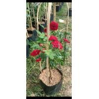 ราคา ต้นกุหลาบหนูเลื้อย สีแดงและชมพู (7015055644)