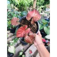 ราคา จอมทัพ ไม้บอนสี บอนโบราณเก่าแก่ (11367682390)