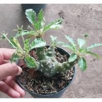 ราคา มะพร้าวทะเลทรายใบด่างเหลืองลูกผสม (26391684798)