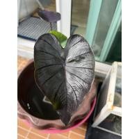 ราคา ต้นBlackCoral(ต้นอ่อน) (11882493290)