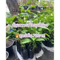 ราคา ต้นเสาวรสไทนุงสีม่วง(ชุด5ต้น 79บาท) เพาะเมล็ด ขนาด20-30ซม.ผลสีม่วง มีรสหวานอร่อยกว่าพันธุ์ทั่วไป (41723233451)