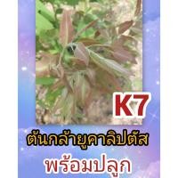 ราคา ต้นกล้ายูคาลิปตัสสายพันธุ์K7 ชุด 100 ต้น 189 บาท ความสูง10 ซ.มคละขนาด (57063901412)