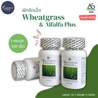 ราคา [4 กระปุก] Wheatgrass & Alfalfa Plus ผักเม็ด อัลฟัลฟ่า สูตรดั้งเดิม Amstrong ของแท้ อาหารเสริมเพื่อสุขภาพ (23235966576)