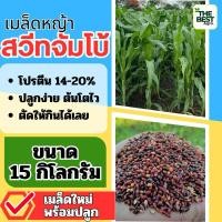 ราคา ✅ สวีทจัมโบ้ เมล็ดหญ้าสวีทจัมโบ้ 15 กิโลกรัม #พร้อมปลูก(รับประกันการงอก) หญ้าเลี้ยงสัตว์ พันธ์ุหญ้า หญ้าเลี้ยงวัว (26111286046)