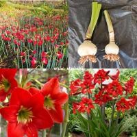 ราคา ว่านสี่ทิศพันธุ์พื้นเมือง สีแดง ราชินีดอกไม้หัว (red amaryllis ว่านสี่ทิศแดง ว่านสี่ทิศ) (16222604697)