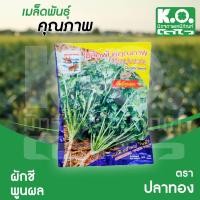 ราคา ผักชีพูนผล 300 กรัม ตราปลาทอง ลำต้นอวบ ก้านและใบใหญ่ ของแท้100% (15172885569)