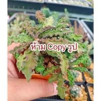 ราคา ยูโฟเบีย ไดโนเสาร์ แคคตัส (4293192877)
