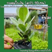 ราคา (ชุด2ต้น)ต้นกระดุมใบเงิน สูง 15-40ซม. กระดุมใบเงิน (45158016450)