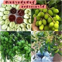ราคา กิ่งมะม่วงเบาใต้กิ่งพันธ์แท้ตันทาบความสูงของต้น65-70ซม (2239000922)