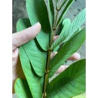 ราคา ใบเซียงดาสดใบสดหรือแห้งเป็นยาระบาย ยาถ่าย ถ่ายพยาธิลำไส้ 1 กก 100 บาท (23837929980)