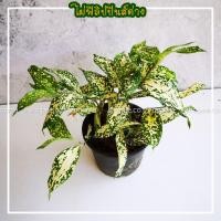 ราคา ต้น ไผ่ฟิลิปปินส์ด่าง ไผ่มังกรทอง ไผ่สีทอง ไผ่ทางชางเผือก เป็นไม้ใบลายสวย ในกระถาง 5 นิ้ว (10601626317)