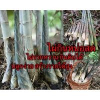 ราคา (150เมล็ด)(ขายเมล็ดพันธ์) ไผ่รวกหวาน กินดิบได้!! หวานเหมือนยอดมะพร้าว ไผ่ ต้นไผ่ ต้น เมล็ด พันธ์ / ผักสวนครัว ตามรอยพ่อ (7842721078)