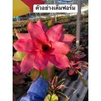 ราคา หน่อ-นีโอพิ้งเดบบี้#สับปะรดสี (20475326743)