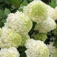ราคา 20 เมล็ด ไฮเดรนเจีย Hydrangea Seeds สีขาว ไฮเดรนเยีย สายพันธุ์ ฝรั่งเศส (9375616049)