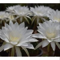ราคา กระบองเพชร แคคตัส (Cactus) อิชิอ๊อป (Echinopsis) White flower (6137182421)