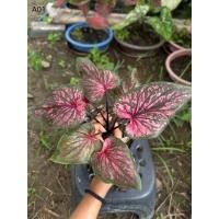 ราคา บอนสีชินบัญชร กระถาง 5 นิ้ว (25962326260)