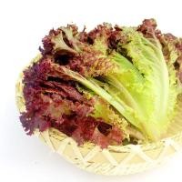ราคา เมล็ดพันธุ์ เรดคอรัล เล็ททัส (Red Coral Lettuce) ผักสลัดใบแดงม่วง 500 เมล็ด ปลูกง่าย เก็บเกี่ยวเร็ว (29993625539)