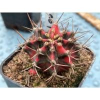 ราคา ไม้ชำหน่อยิมโน ด่าง ชื่อโคลน ”มะละกอ” Gymnocalycium Cactus (ยิมโนคาไลเซียม แคคตัส) (10828853552)