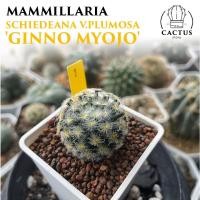 ราคา Mammillaria schiedeana v.plumosa 'GINNO MYOJO' (23087218833)