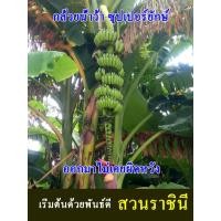 ราคา กล้วยน้ำว้า หน่อกล้วยน้ำว้า ซุปเปอร์ยักษ์ พันธ์แท้จากเจ้าของพันธ์โดยตรง ชุดละ 2 หน่อ ประหยัดกว่า (20228946755)