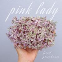 ราคา pink lady ริบบิ้นชาลี ริบบิ้นชาลีด่าง คัลลิเซีย เรเพนส์ พิงค์เลดี ได้ต้นในรูป (11319151974)