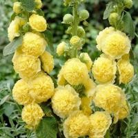 ราคา 30 เมล็ด ดอกฮอลลี่ฮ็อค Hollyhock Flower Seeds สายพันธุ์ Golden Yellow (44473790000)