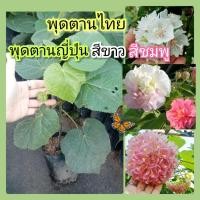ราคา ต้นพุดตานไทย/พุดตานญี่ปุ่นสีชมพูแบบปักชำสูง40-60ซม.พร้อมส่งต้นแข็งแรง (14900799620)