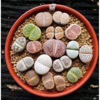 ราคา Lithops ไลทอป ลิทอป หินมีชีวิต ไลทอปคละสายพันธุ์ ไลทอปส่งทั้งกระถาง (7) (13252044570)
