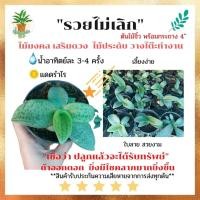 ราคา ต้นรวยไม่เลิก ว่านรวยไม่เลิก ต้นไม้มงคล เสริมดวงบารมี ให้โชค ให้ลาภ ไม้ประดับ พร้อมกระถาง 4 นิ้ว (14612096705)