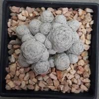 ราคา Cake Cactus Farm กระบองเพชร Mammillaria humboldtii แมมลูกกอล์ฟ (2286275385)