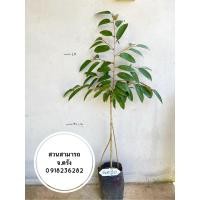 ราคา ตอทุเรียนป่า แท้ ทุเรียนจันทบุรี10 (20992278277)