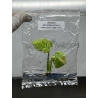 ราคา ไม้เนื้อเยื่อ: มอนสเตอร่าเลกาซี่กลายไทยคอน: (MON015.1) Monstera Legacy Var. (Thai Con.) Tissue Culture (1 plant/bag) (54260082375)