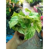 ราคา พลูลายหินอ่อน/ราชินีหินอ่อน (9796339562)