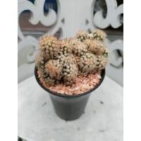 ราคา กระบองเพชร แคคตัส แมมหนามมอน อยู่ในกระถาง 3 นิ้ว มีของพร้อมส่ง (16897582864)