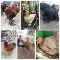 ราคา โปร 5 แถม 1ไข่เชื้อ ไข่มีเชื้อ ไก่ยักษ์บราห์มา Brahma ไข่ไก่สำหรับฟัก ไก่สวยงาม ไก่มีขนขา ไก่ต่างประเทศ ไข่มีเชื้อ (21671148597)