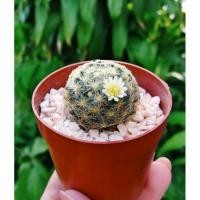 ราคา แมม ขนนกเหลือง Mammillaria schiedeana (6201888383)