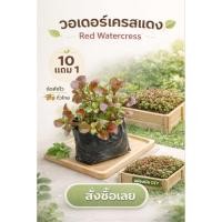 ราคา ต้นวอเตอร์เครสแดง ผักสวนครัว วอเตอร์เครสเขียว ผักเป็ดน้ำ คะน้า ผักสลัด ออแกนิค ผักอินทรีย์ ดิน ปุ๋ย กระถาง เมล็ดพันธุ์ (47558360428)