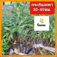 ราคา ต้นกระถินเทพา กระถินเทพา ไม้มงคล ไม้เศรษฐกิจ (18874884843)