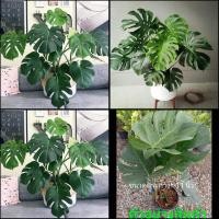 ราคา (1ต้น)(ขาย ต้นพันธุ์) ต้น ต้นมอนสเตล่าไจแอ้น มอนสเตร่า มอนสเตอร่า ( Monstera ) มอนไจแอนท์ ( Monstera Giant ) fadel (9872689130)