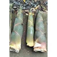 ราคา หน่อไม้สดหน่อไม้หวานออแกรนิก (47613679201)