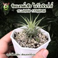 ราคา ทิลแลนด์เซีย ไอโอนันท่าร์ - T.ionantha . ทิลแลนเซีย (Tillandsia (17480651389)