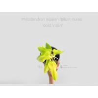 ราคา philodendron golden violin ฟิโลเดนดรอน ไวโอลินสีทอง Philodendron Bipennifolium Aurea (6838015426)