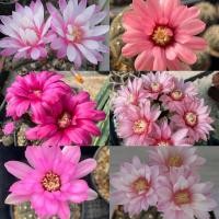 ราคา จานบิน แคคตัส ดอกสีชมพูสวยสดมาก gymnocalycium ragonesei กระบองเพชร แคคตัส (27614854480)