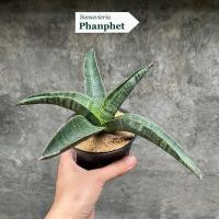 ราคา ต้นลิ้นมังกร Sansevieria Phanphet (46202709240)