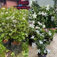 ราคา ต้นดอกพุดพิชญาหรือพุดพิชญา (47359507836)